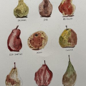 P00059-Pears