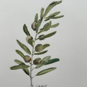 P00069-Olive Leaf Plant